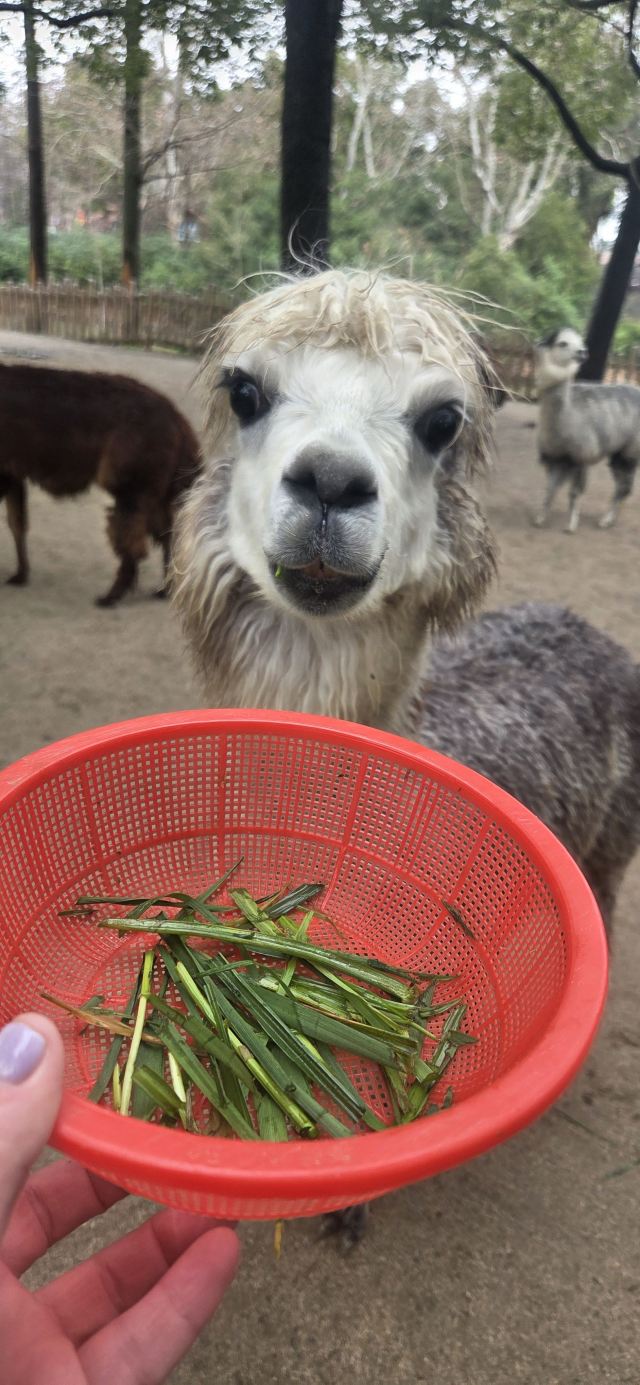 上海野生动物园旅行图片 1