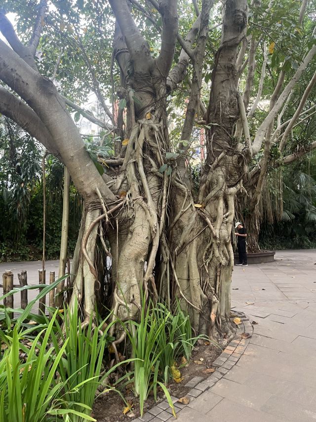 西双版纳独树成林景区旅行图片 3