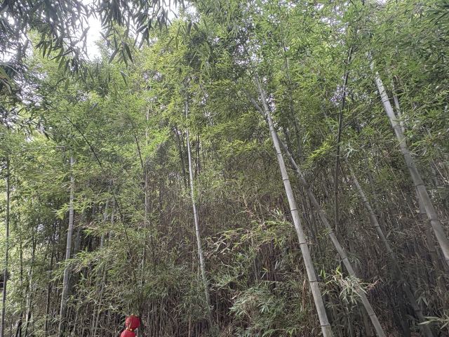 李白文化园旅行图片 7