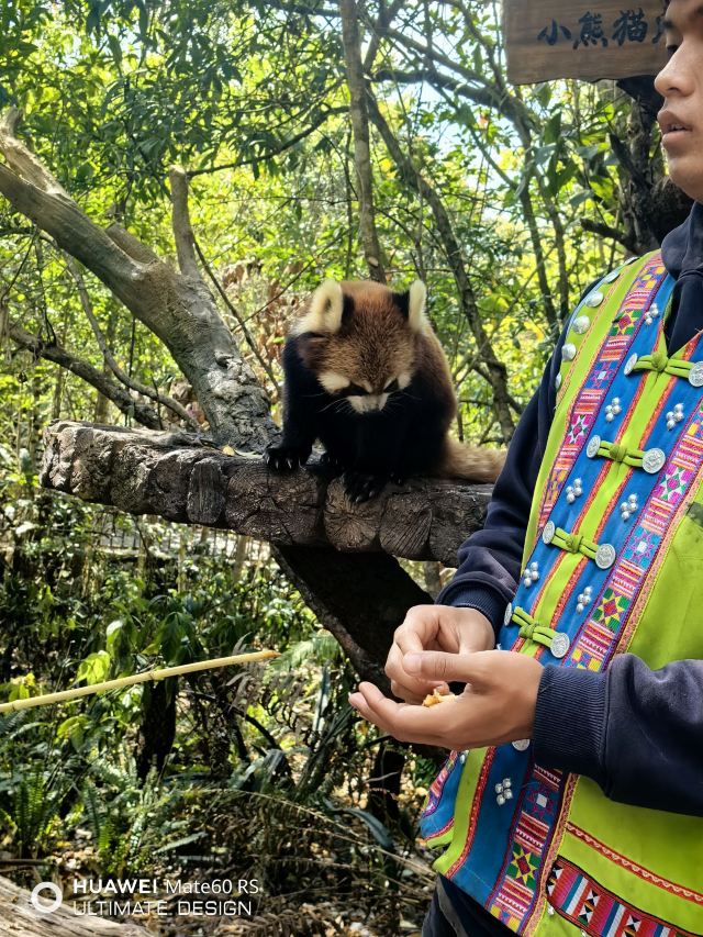 普洱国家公园犀牛坪景区旅行图片 2