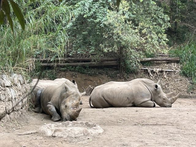 普洱太阳河森林公园旅行图片 3