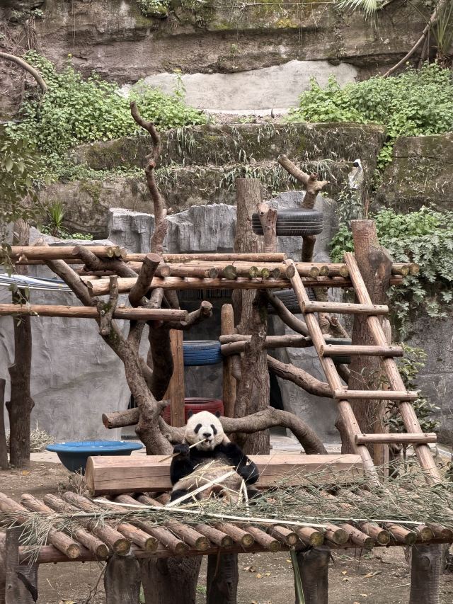 重庆动物园旅行图片 1