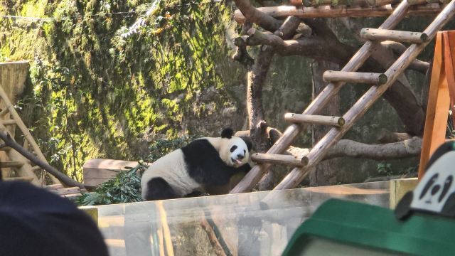 重庆动物园旅行图片 1