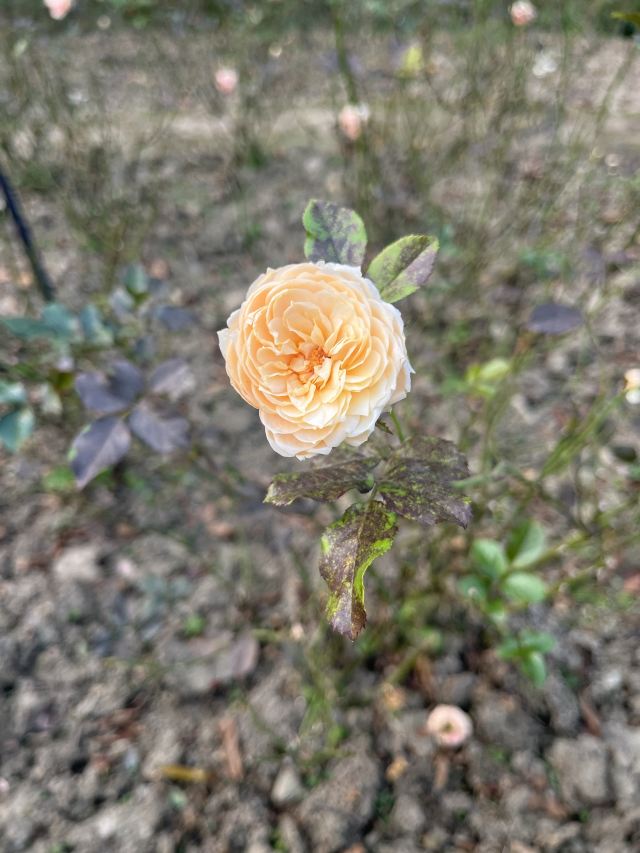 成都植物园旅行图片 5