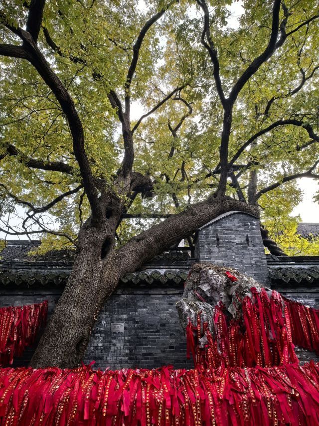 溱潼古镇旅游区旅行图片 3