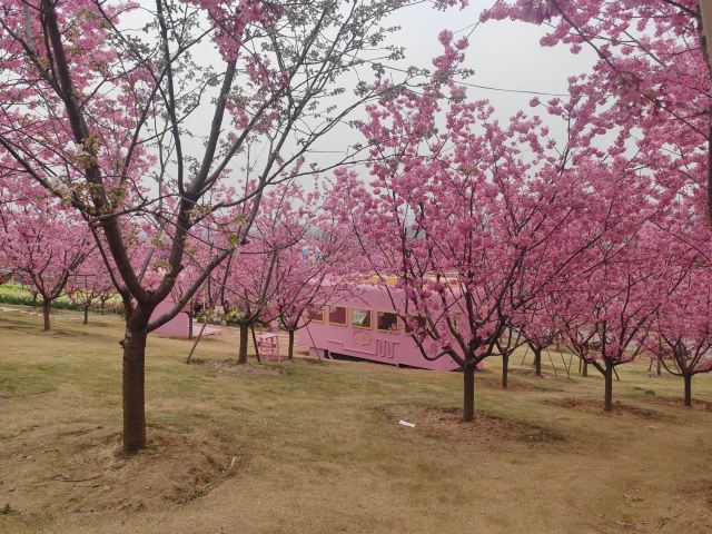 音乐·百花谷旅行图片 7