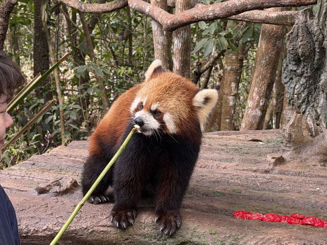 普洱国家公园犀牛坪景区旅行图片 1
