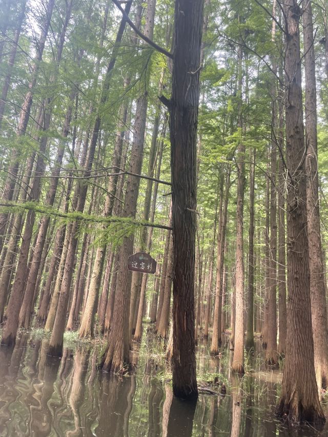金湖水上森林景区旅行图片 1
