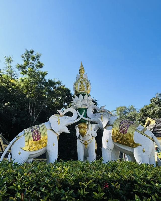西双版纳独树成林景区旅行图片 3