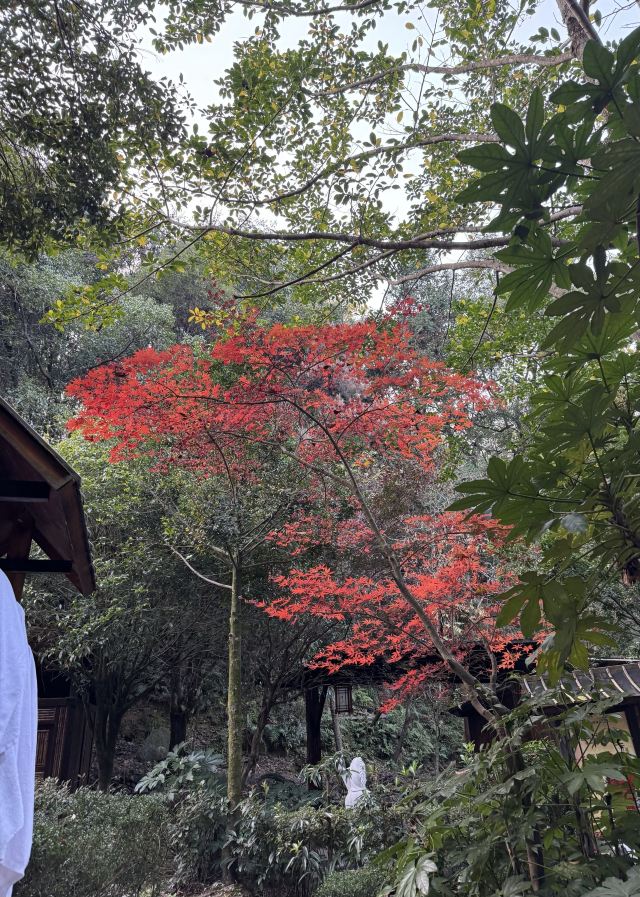 天沐温泉旅行图片 1