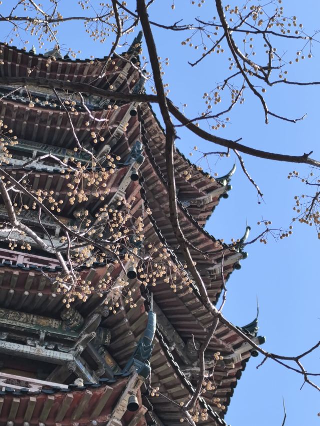 焦山景区旅行图片 6