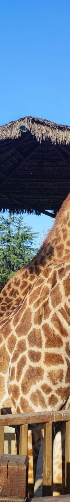 上海野生动物园-上海-ccq****ing