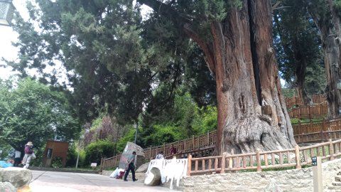 世界柏树王园林风景区旅行图片 2