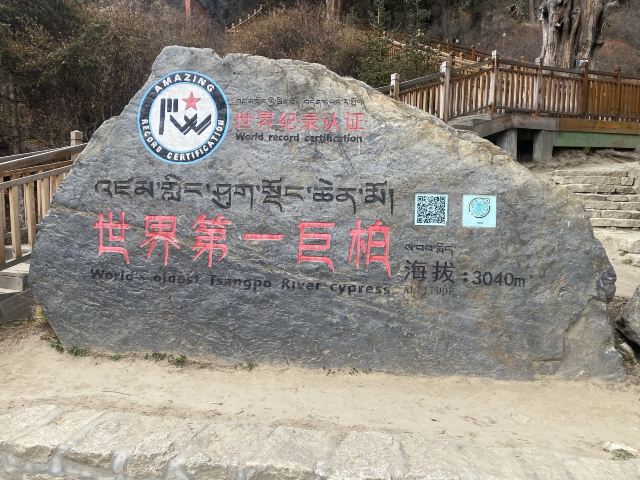 世界柏树王园林风景区旅行图片 5