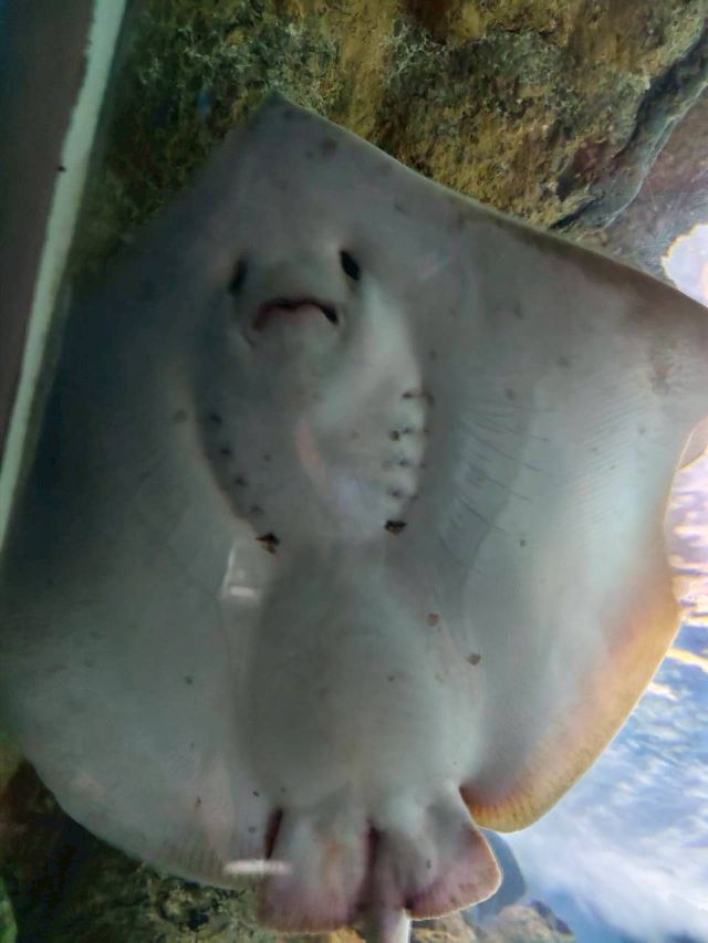上海海洋水族馆旅行图片 2