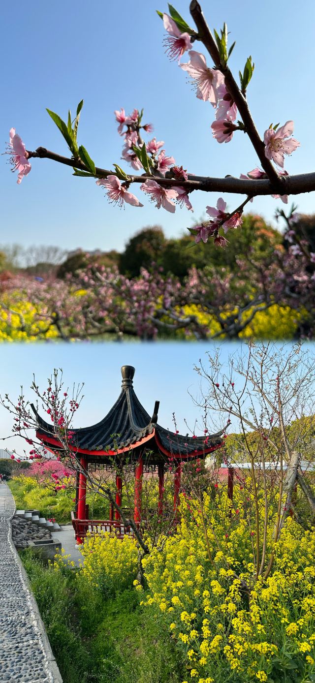 上海南汇桃花村旅行图片 4