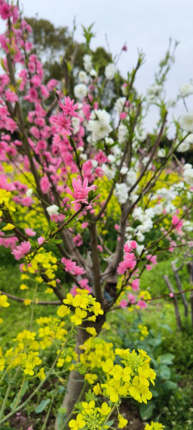 上海南汇桃花村旅行图片 2