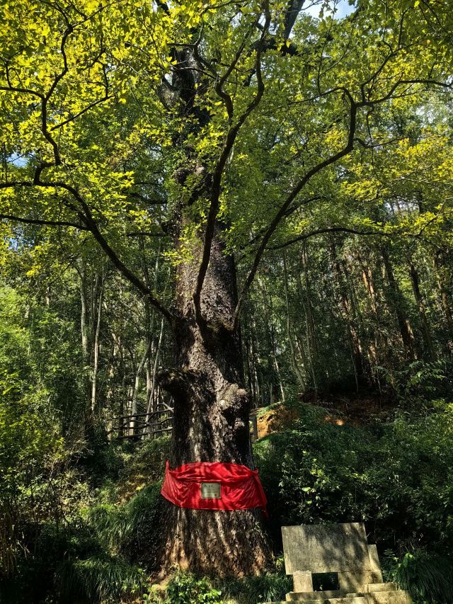 灵栖洞旅行图片 3