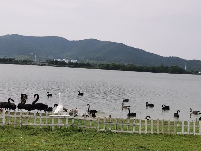 长兴太湖图影湿地文化园-观景塔旅行图片 2