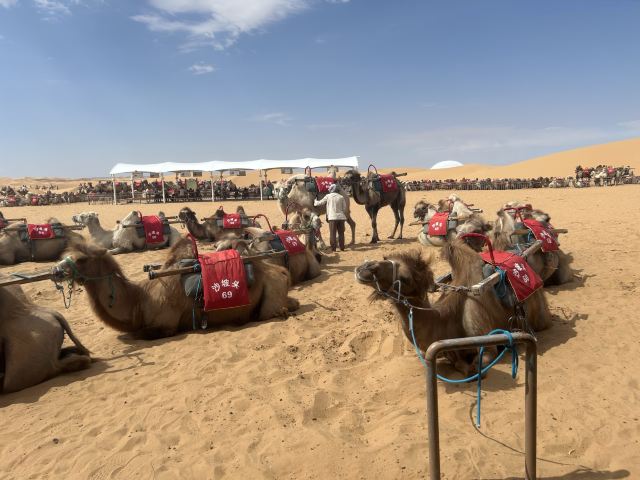 沙坡头旅游景区旅行图片 2