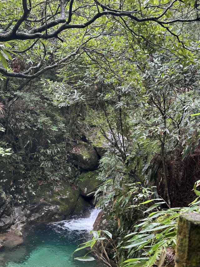 箬寮原始森林旅行图片 1