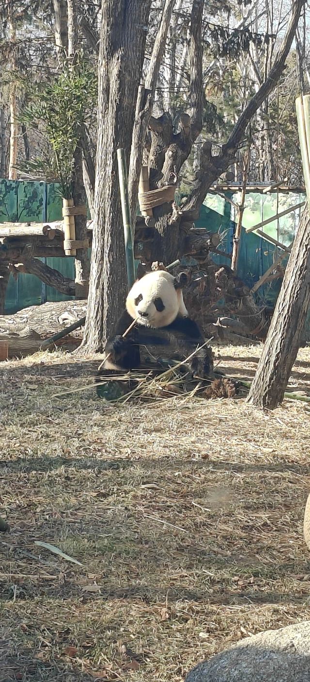 太阳岛大熊猫馆旅行图片 7