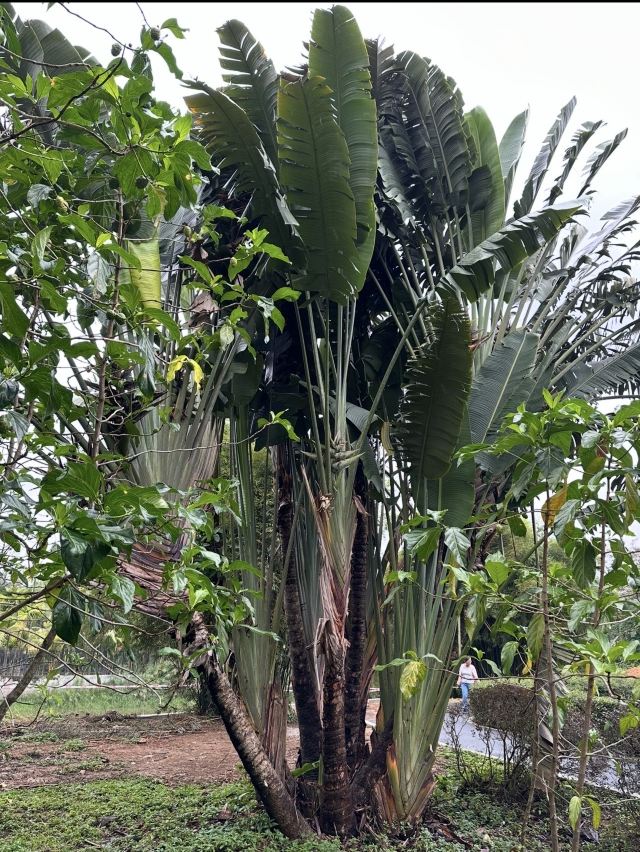 兴隆热带植物园旅行图片 3