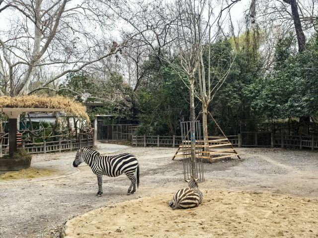 上海动物园旅行图片 8