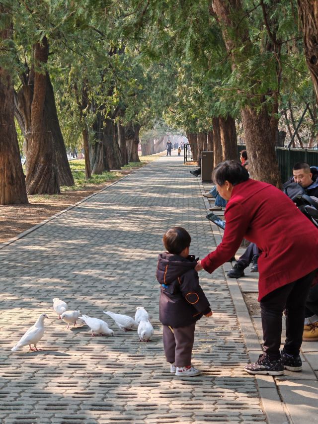 天坛公园旅行图片 7