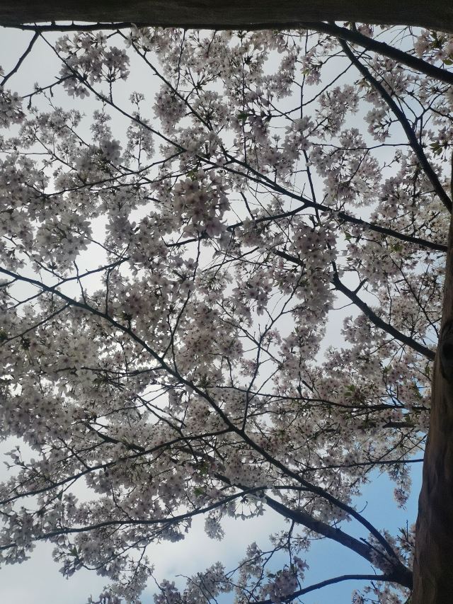 上海南汇桃花村旅行图片 8