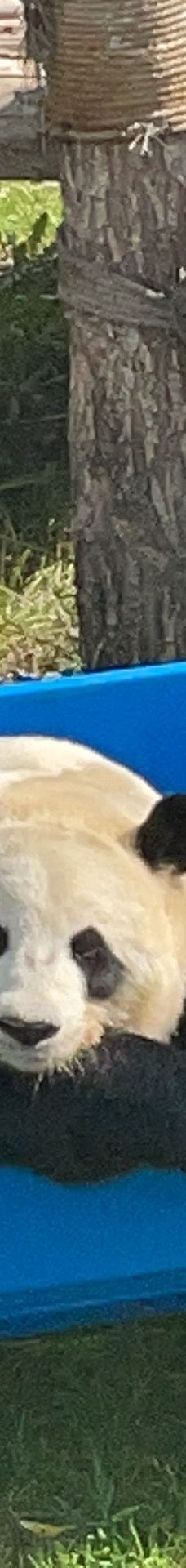 西宁熊猫馆-西宁-帕格拉专诸