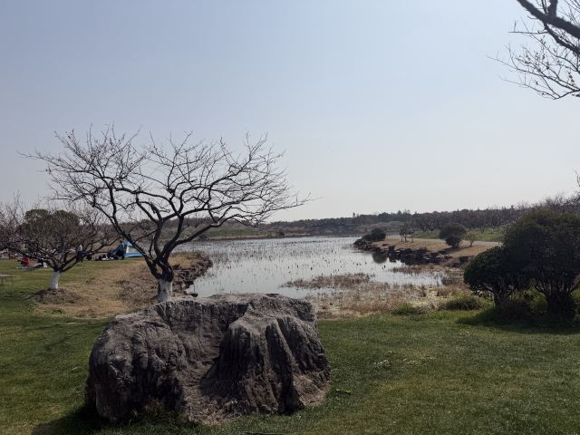 上海海湾国家森林公园旅行图片 1