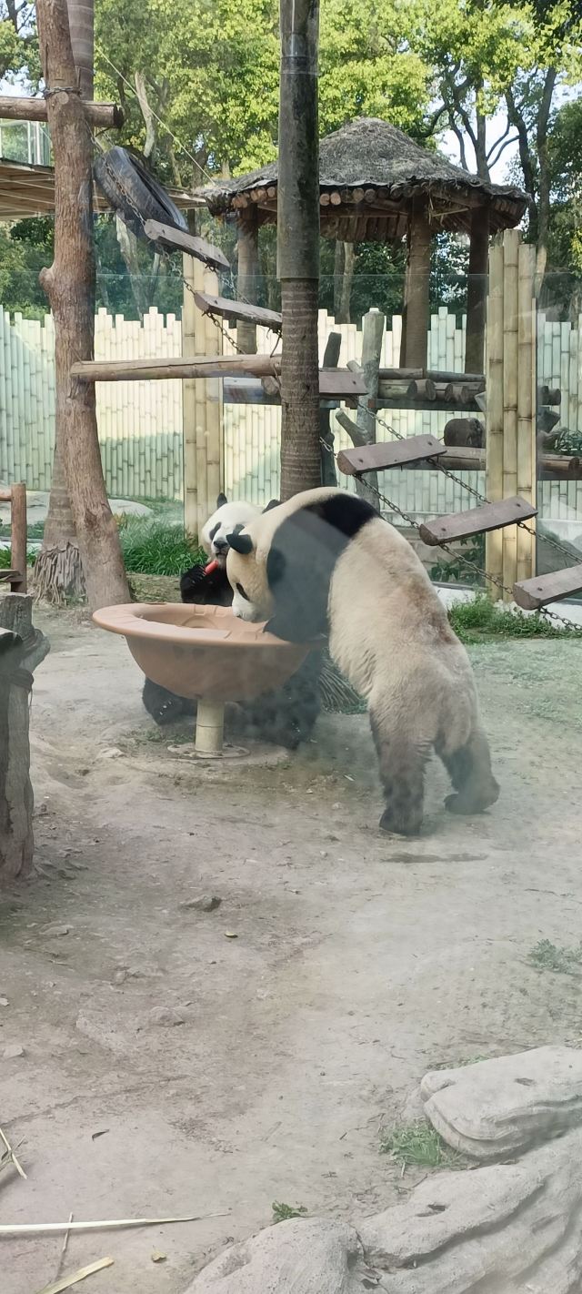 重庆动物园旅行图片 3