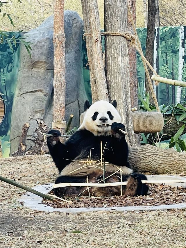 太阳岛大熊猫馆旅行图片 3