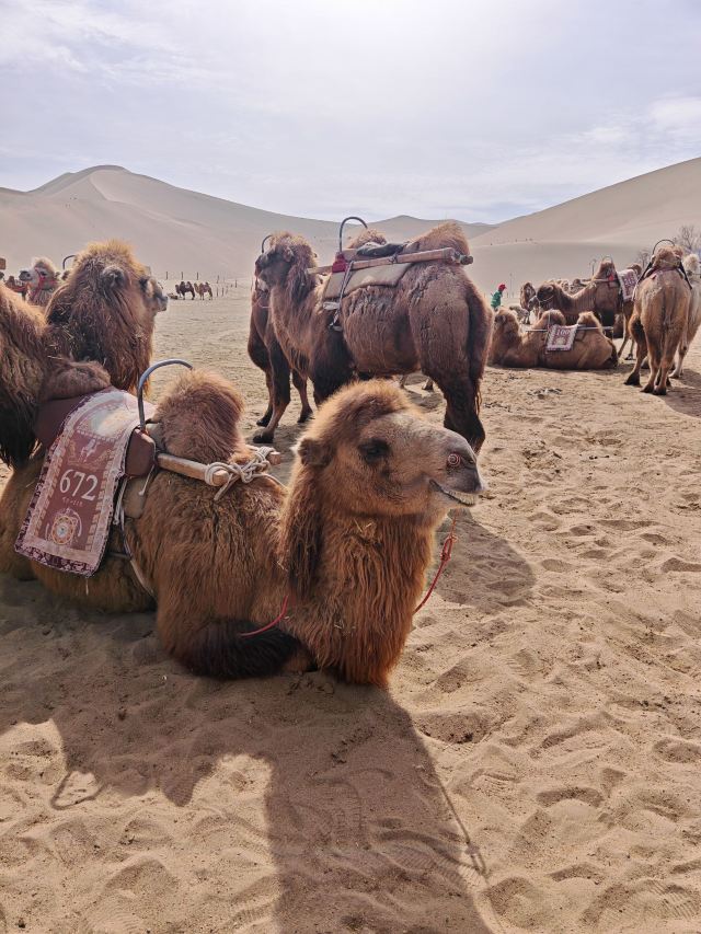 鸣沙山月牙泉旅行图片 1
