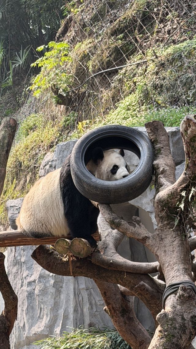 重庆动物园旅行图片 2