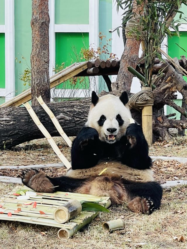 太阳岛大熊猫馆旅行图片 3