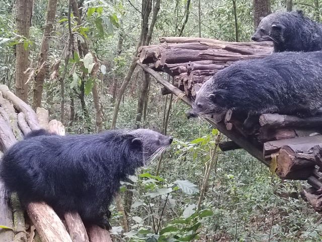 普洱太阳河森林公园旅行图片 2