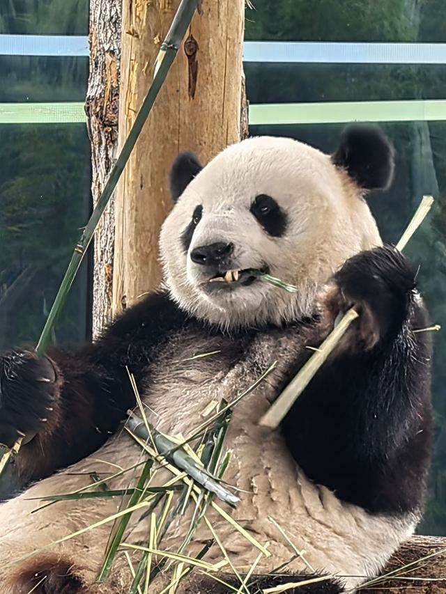 岳阳楼景区旅行图片 2