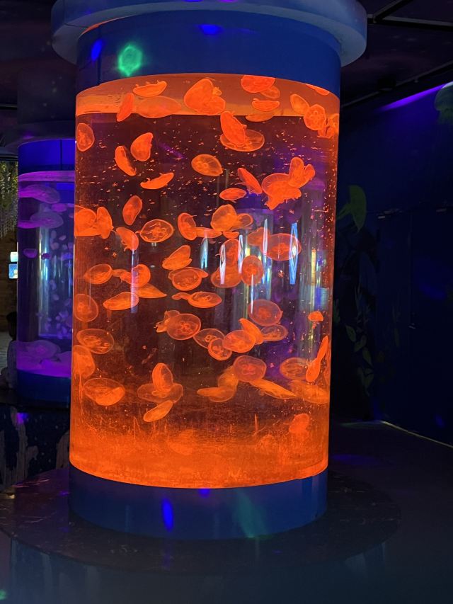 海之语海洋世界旅行图片 2