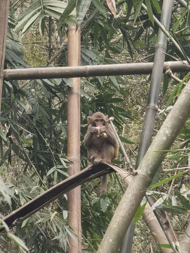 野象谷景区旅行图片 4
