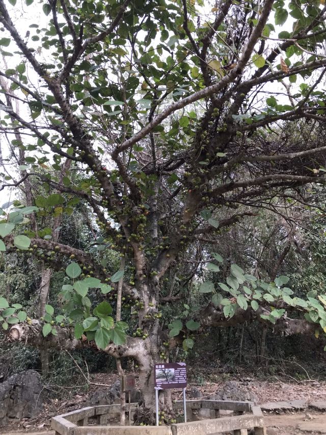 石景林景区旅行图片 1