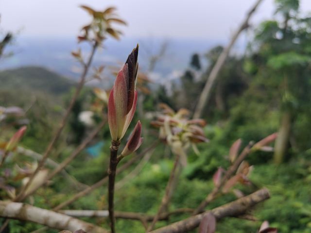 铜鼓岭景区旅行图片 2