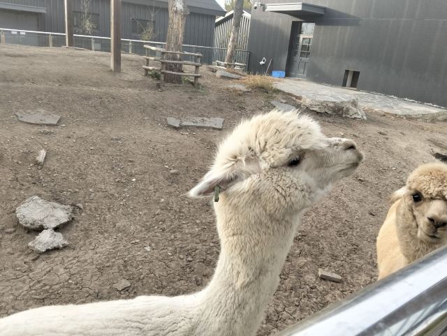 牡丹江珍稀动物园旅行图片 3