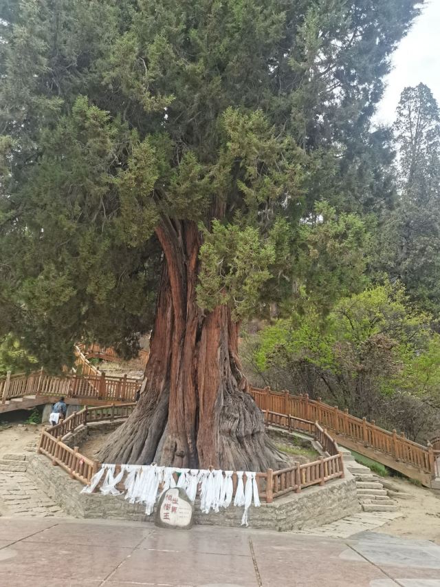 世界柏树王园林风景区旅行图片 4