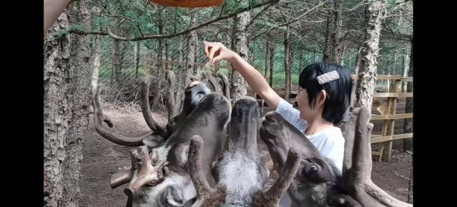 乌兰布统达瓦鄂温克驯鹿部落旅行图片 3