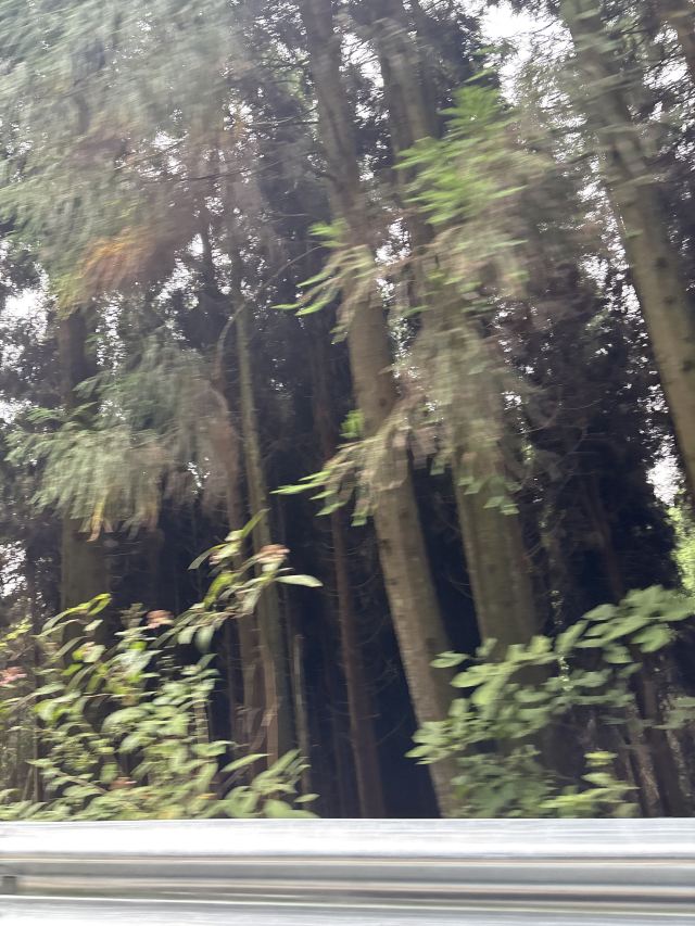 武陵山国家森林公园旅行图片 1
