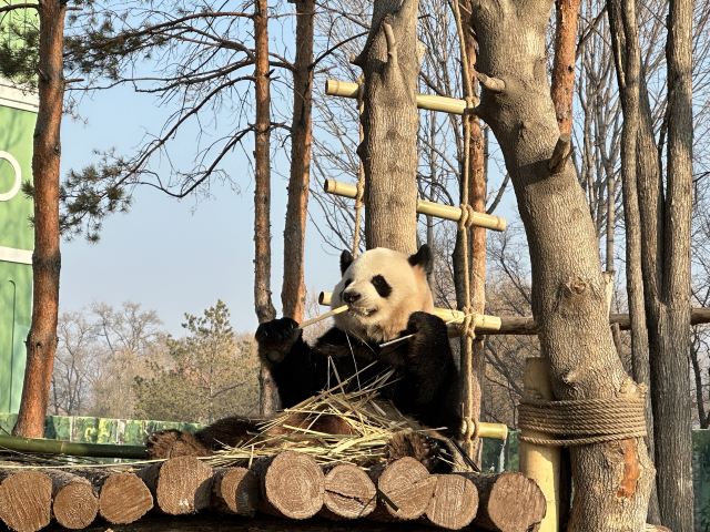 太阳岛大熊猫馆旅行图片 2