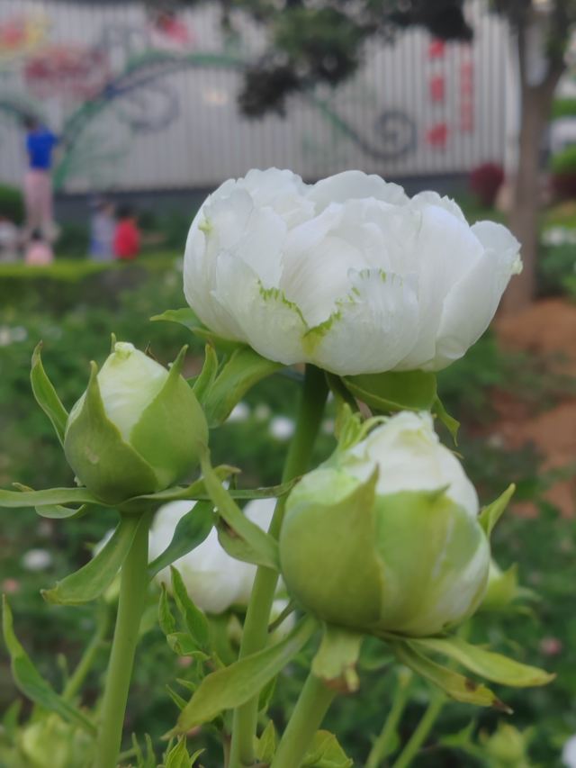 中国国花园旅行图片 5