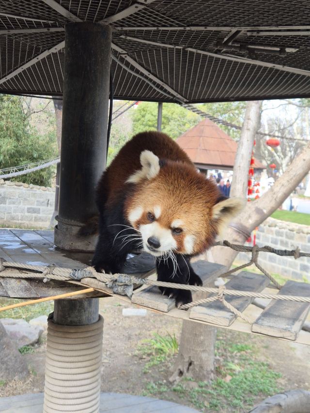 上海野生动物园旅行图片 1